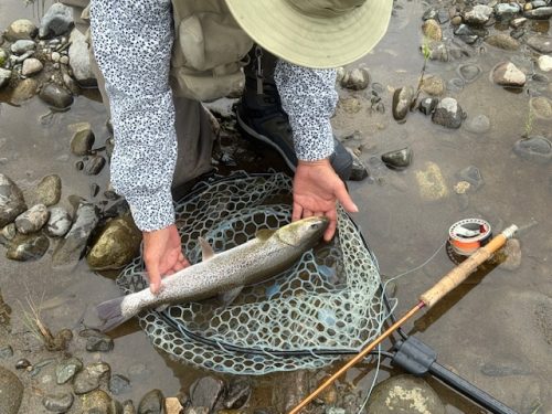 北海道 イトウ釣り フライフィッシングガイド リバーノマド